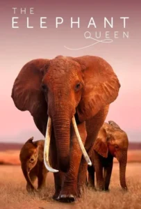 ดูหนังออนไลน์ The Elephant Queen (2019)