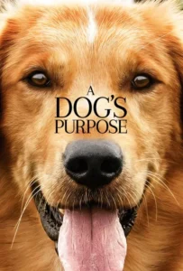 ดูหนังออนไลน์ หมา เป้าหมาย และเด็กชายของผม A Dogs Purpose (2017)